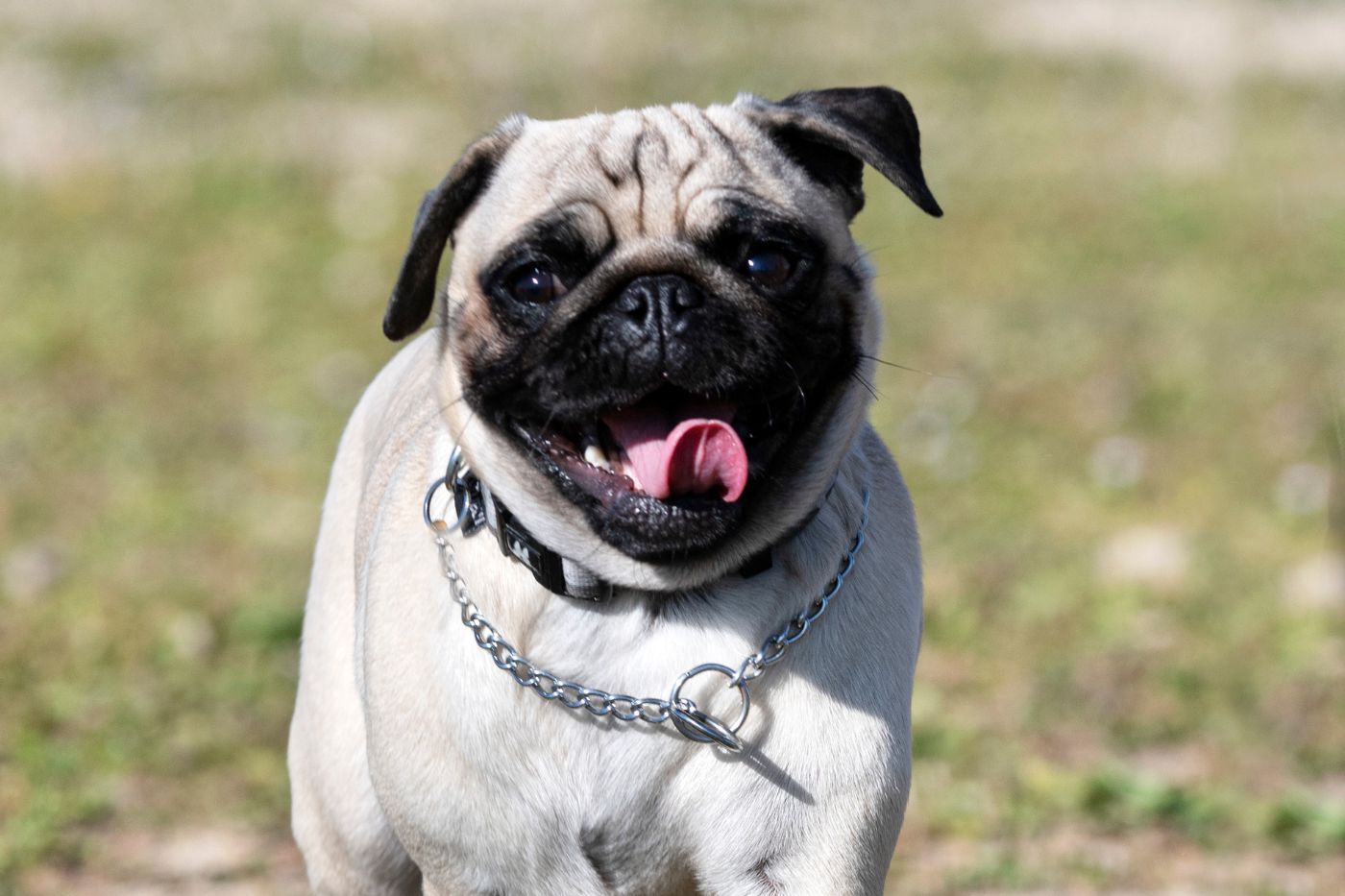 Pug o Carlino: carácter y salud