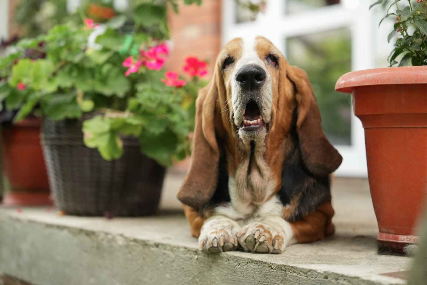 Perro rastreador de la raza Basset Hound