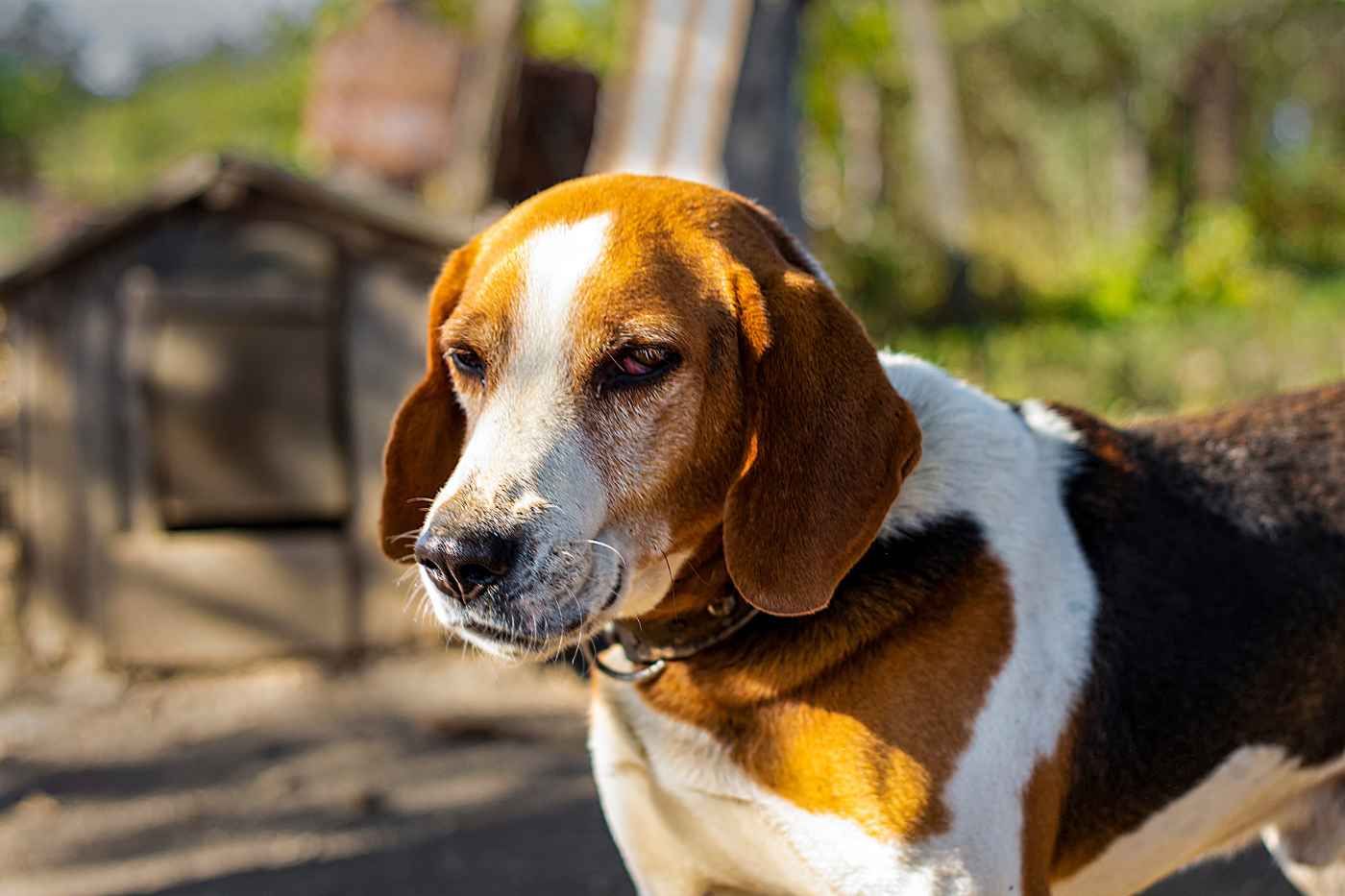 El mundo de los perros sabuesos: características de los rastreadores