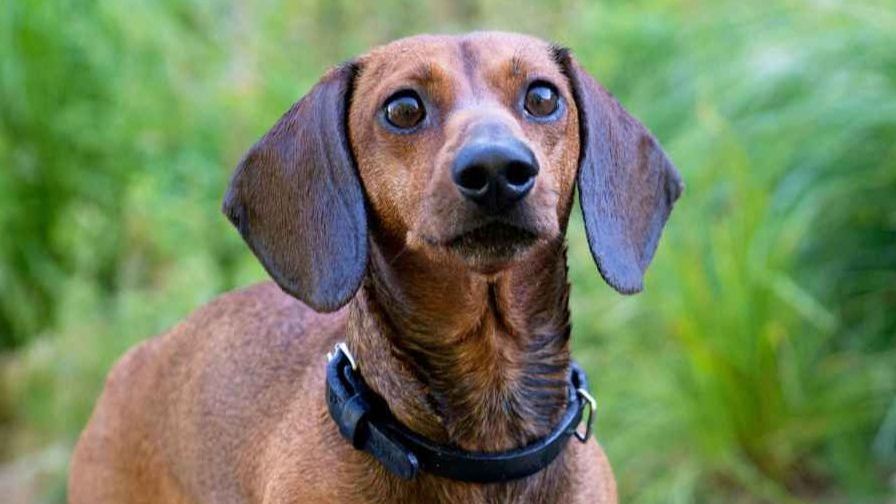 Diferencias entre perro salchicha y teckel: ¿son lo mismo?