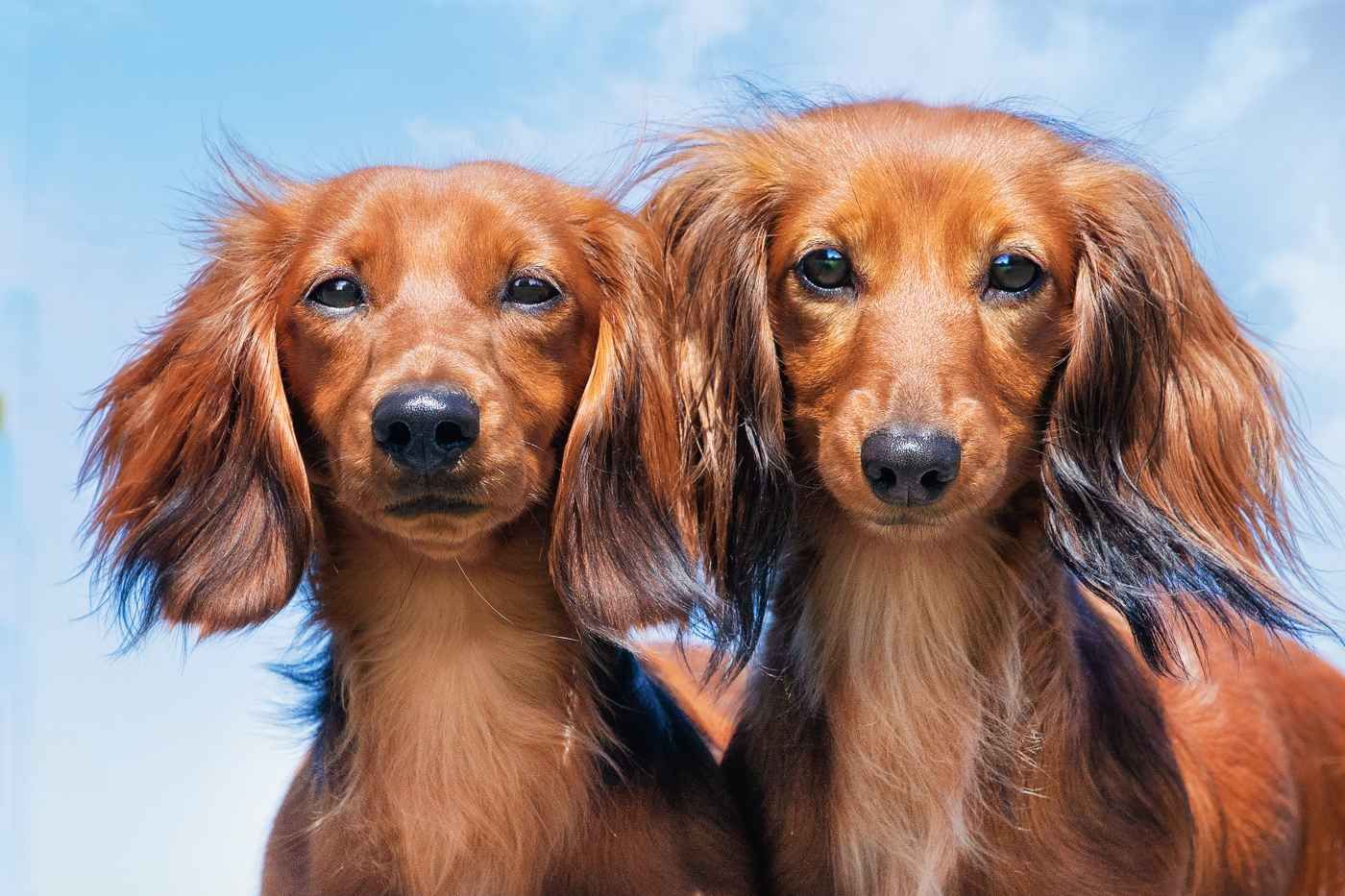 ¿Por qué hay perros salchichas diferentes?