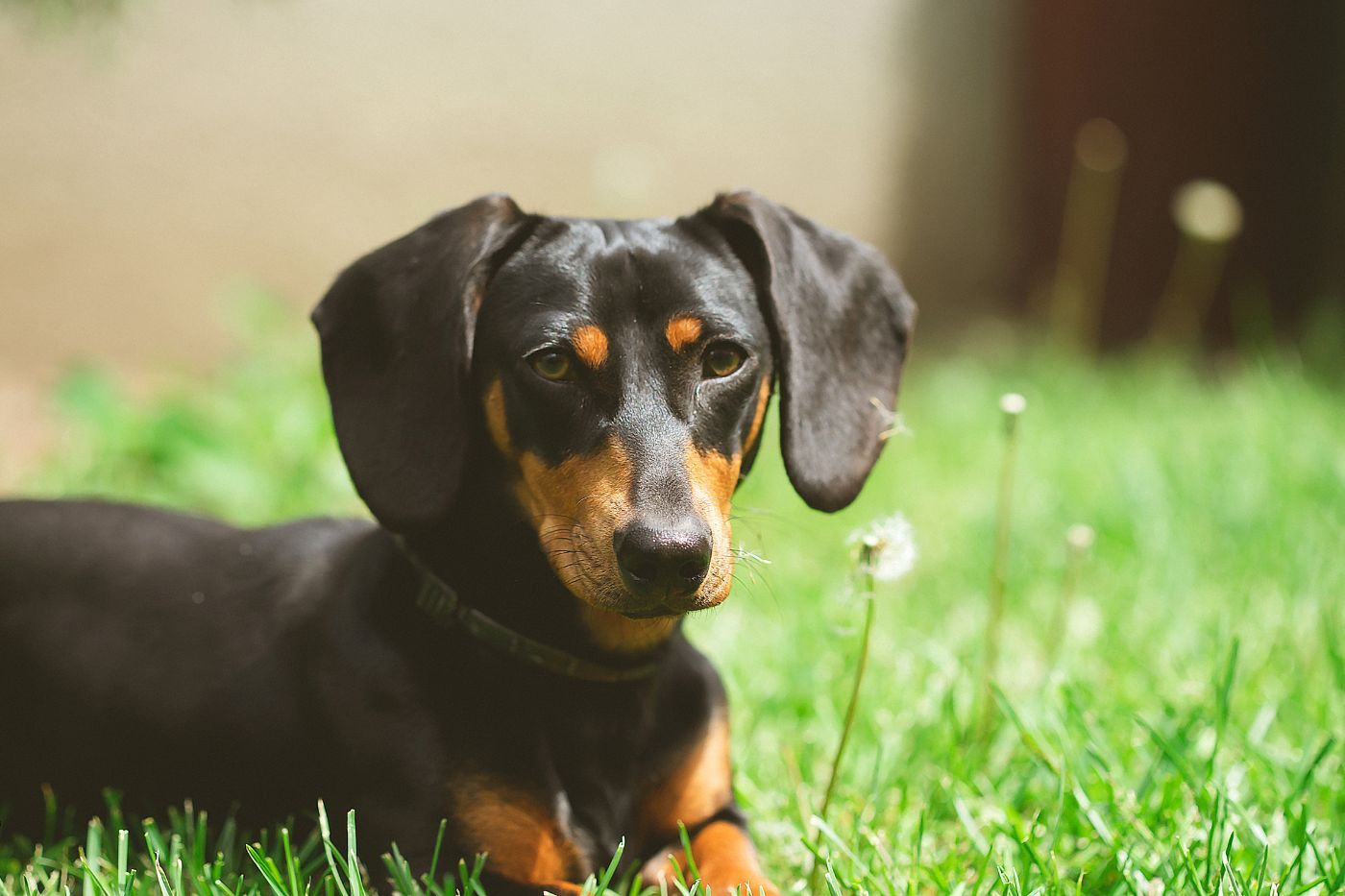 Teckel o Perro Salchicha: variantes y cuidados