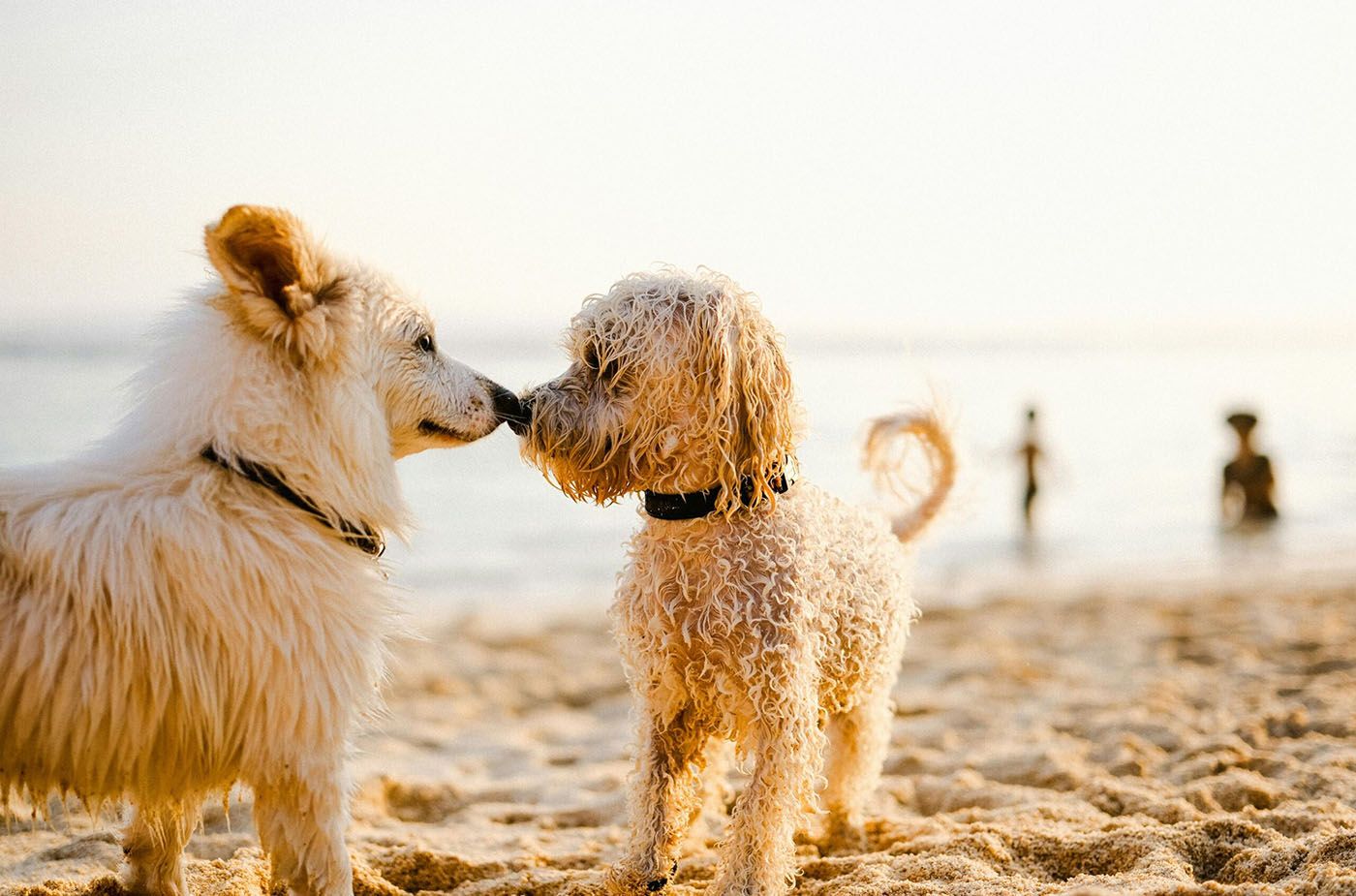 Cómo prevenir parásitos en perros y gatos durante la primavera y el verano
