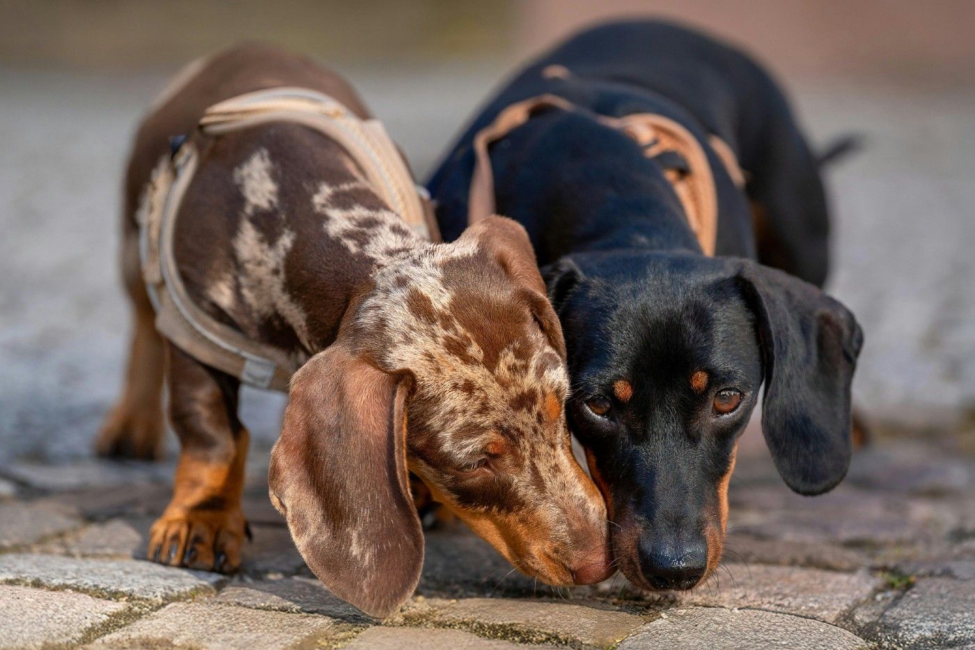 Guía completa para pet parents del perro teckel (perro salchicha)
