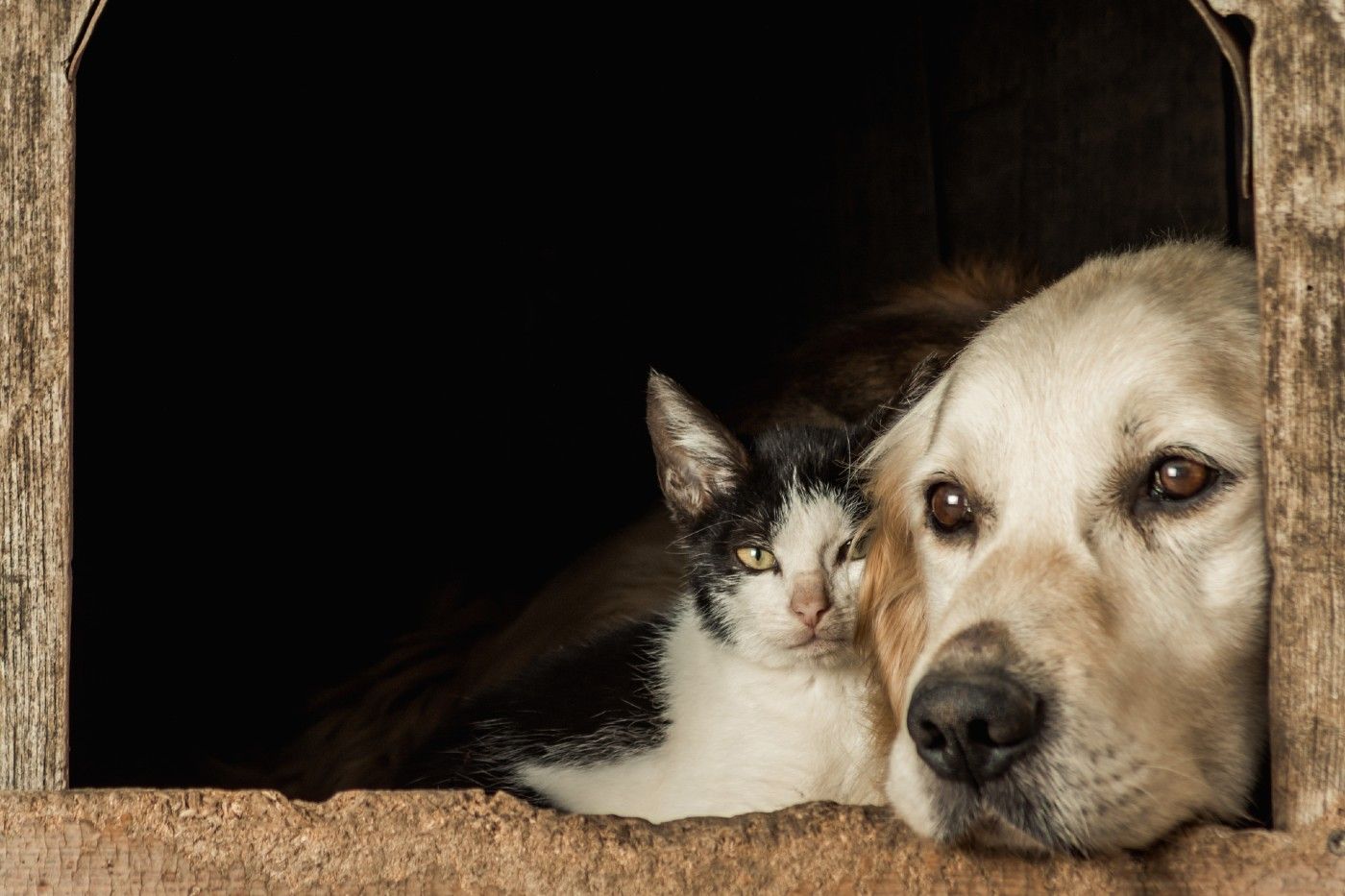 Nuestros perros y gatos no corren riesgo de contagio