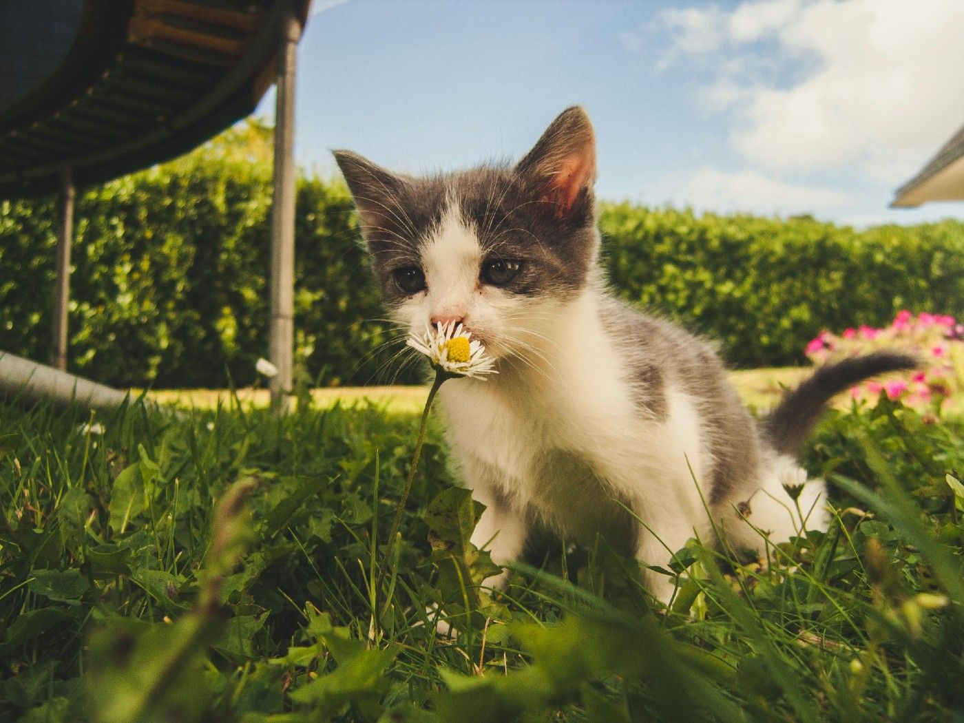 🌸 La importancia de desparasitar a tu mascota en primavera
