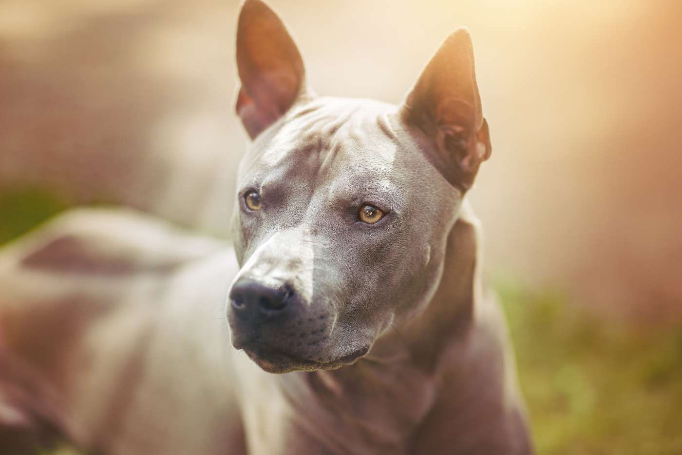 Normativa y cuidados para perros PPP en España
