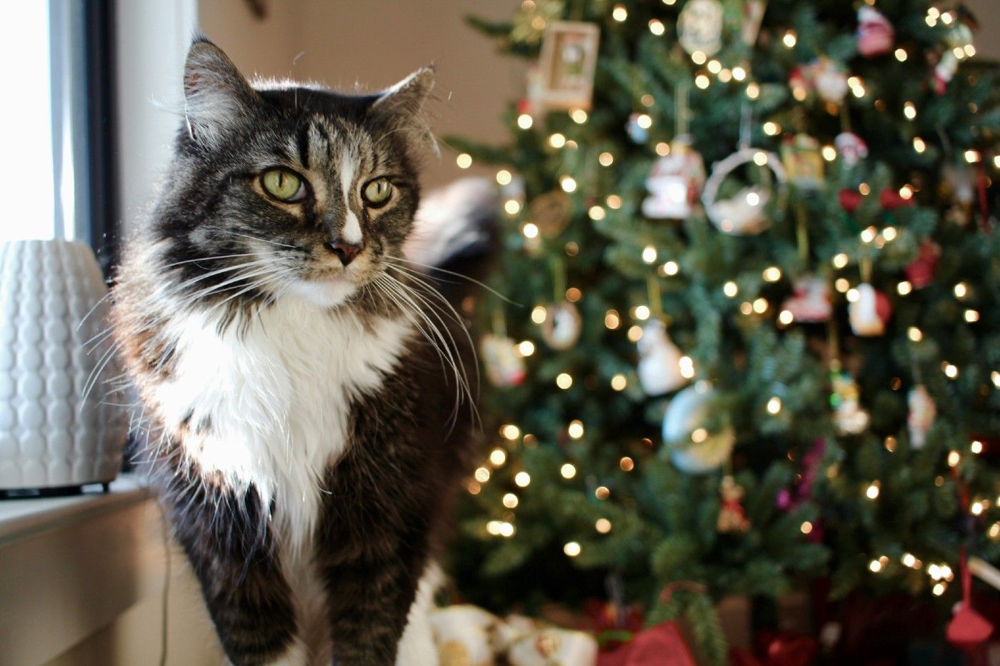Plantas navideñas perjudiciales para la salud de los Gatos: Cómo proteger a tu hocico durante las fiestas de Navidad