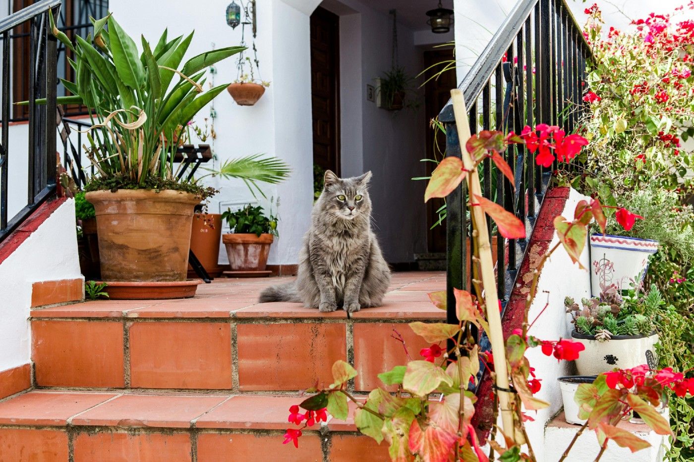 Plantas no tóxicas para gatos