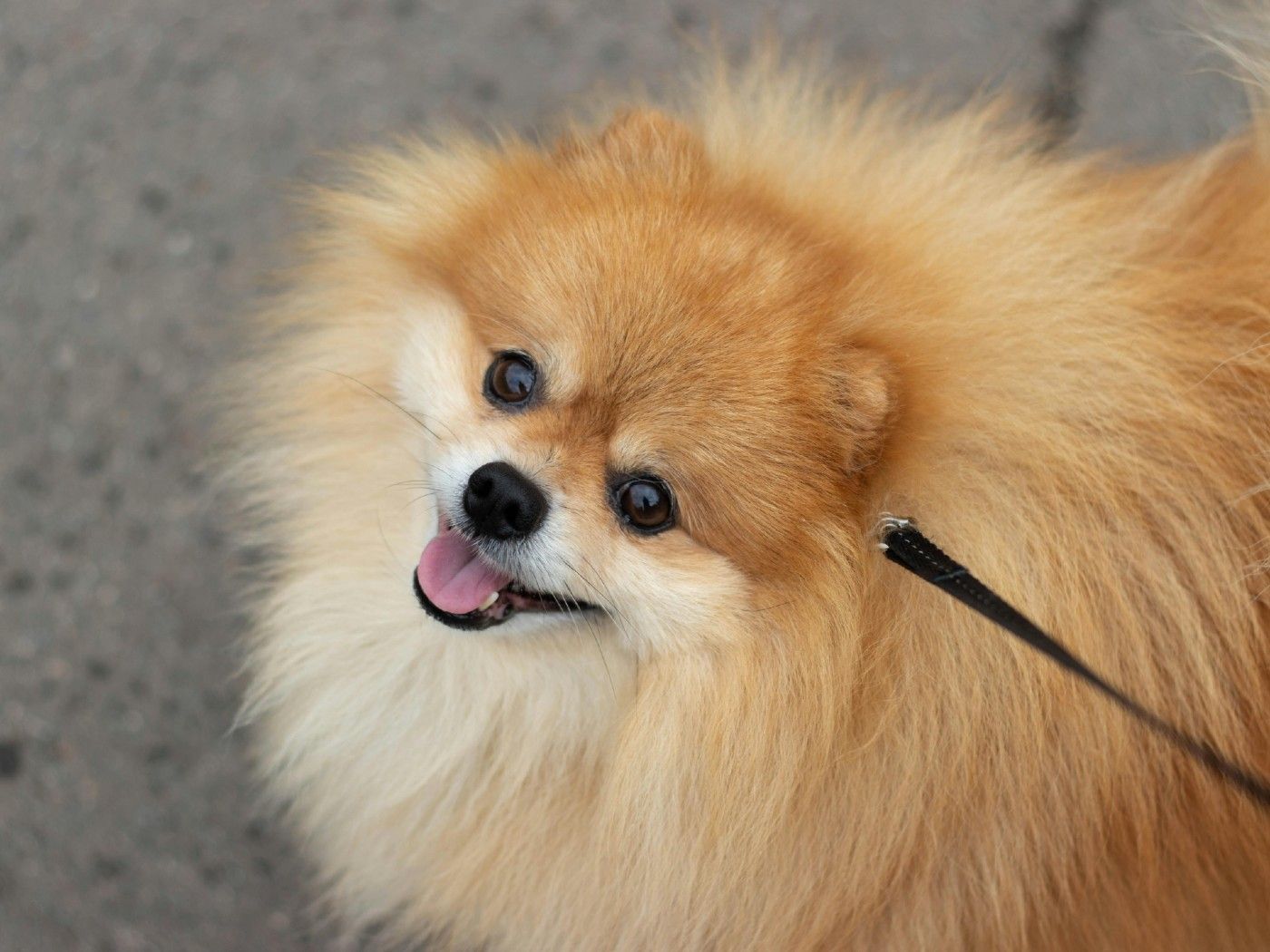Pomerania (Spitz Enano): guía completa para pet parents sobre salud, cuidados y seguro veterinario