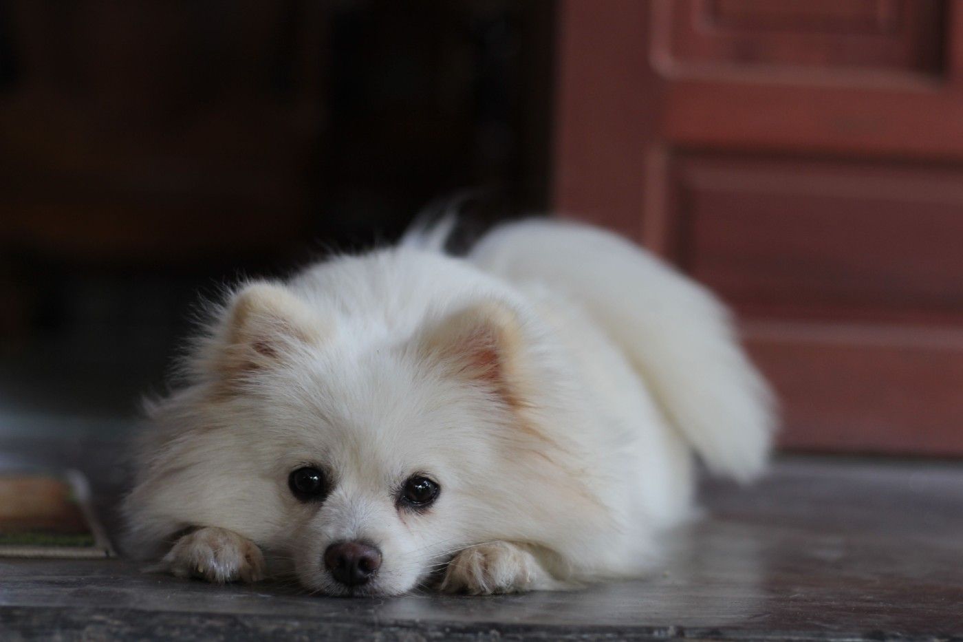 Cuidado de la piel y el pelo del pomerania blanco: la guía completa