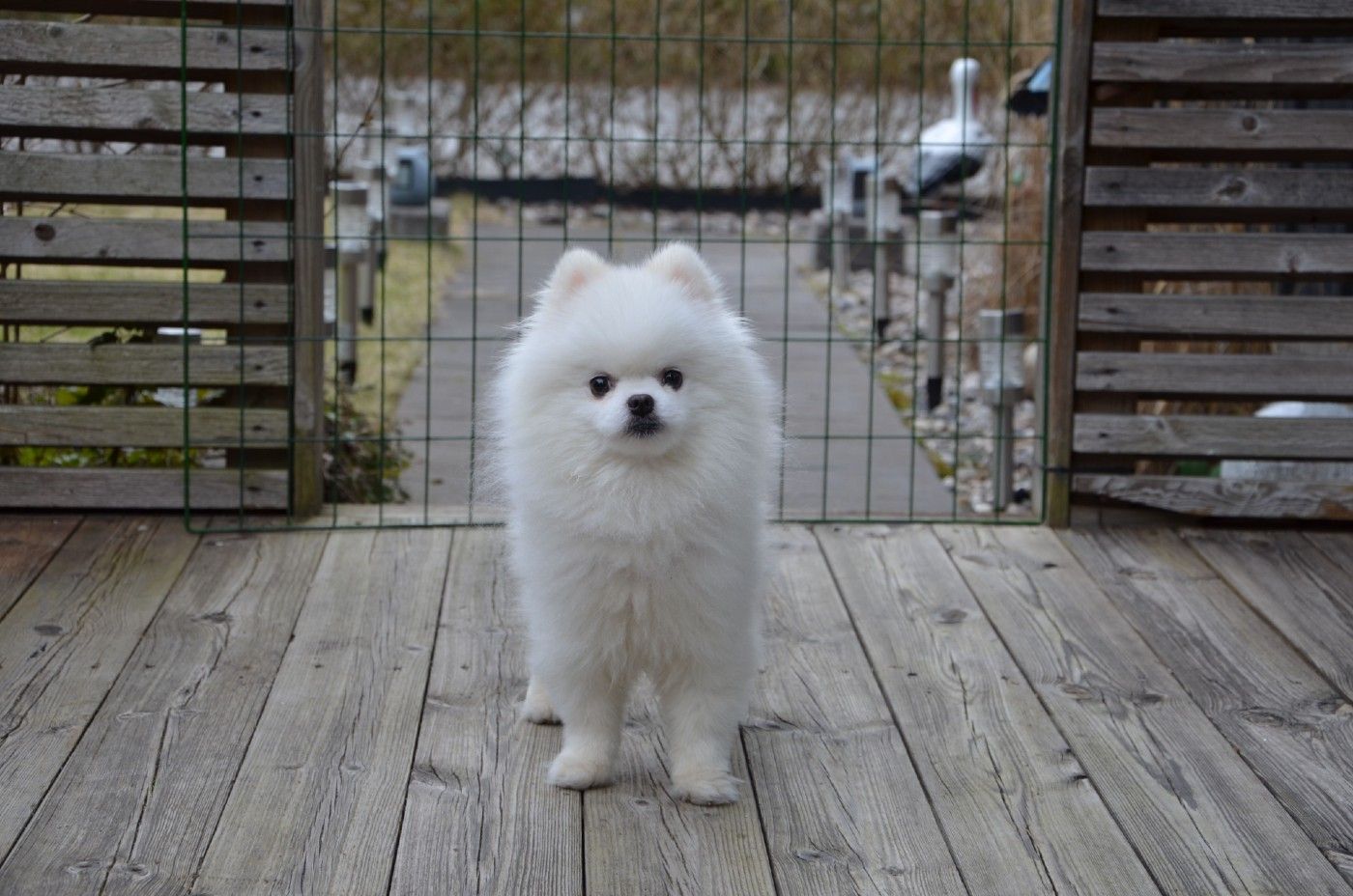Pomerania blanco con el pelaje cuidado