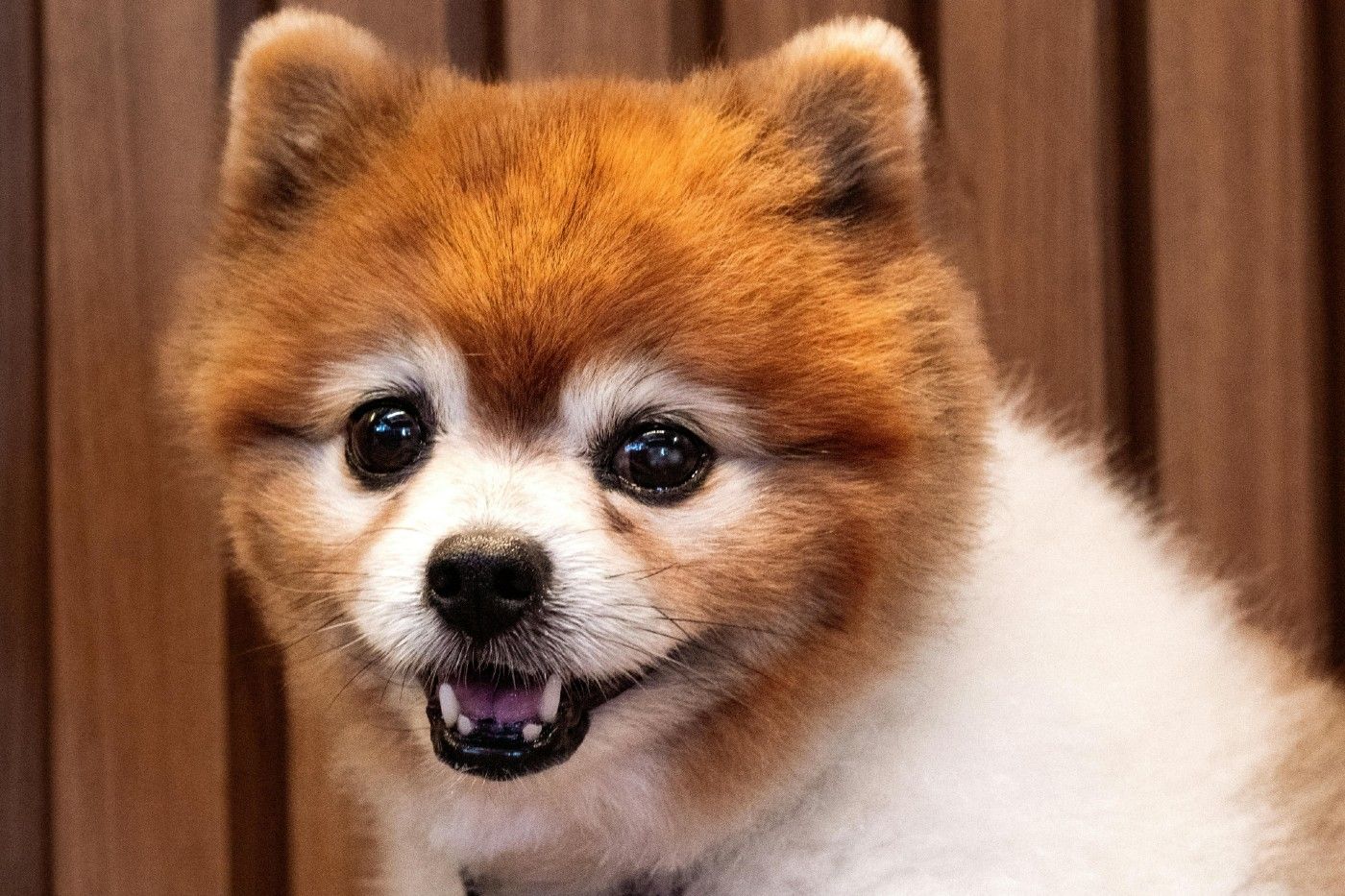 Las razas pequeñas como el Pomerania viven más que las grandes
