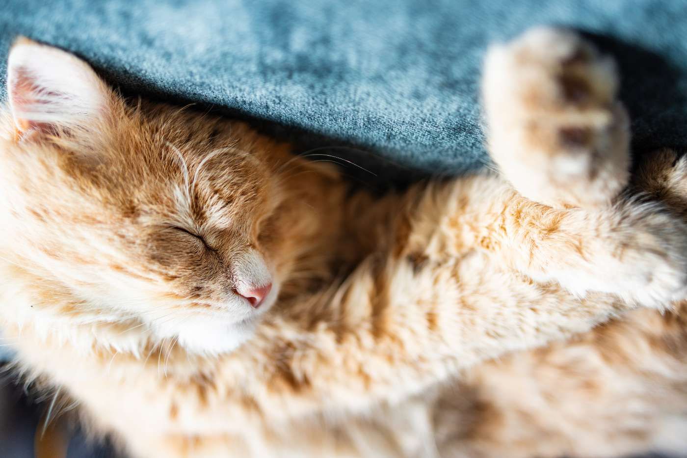 por-que-duerme-tanto-gato.jpg