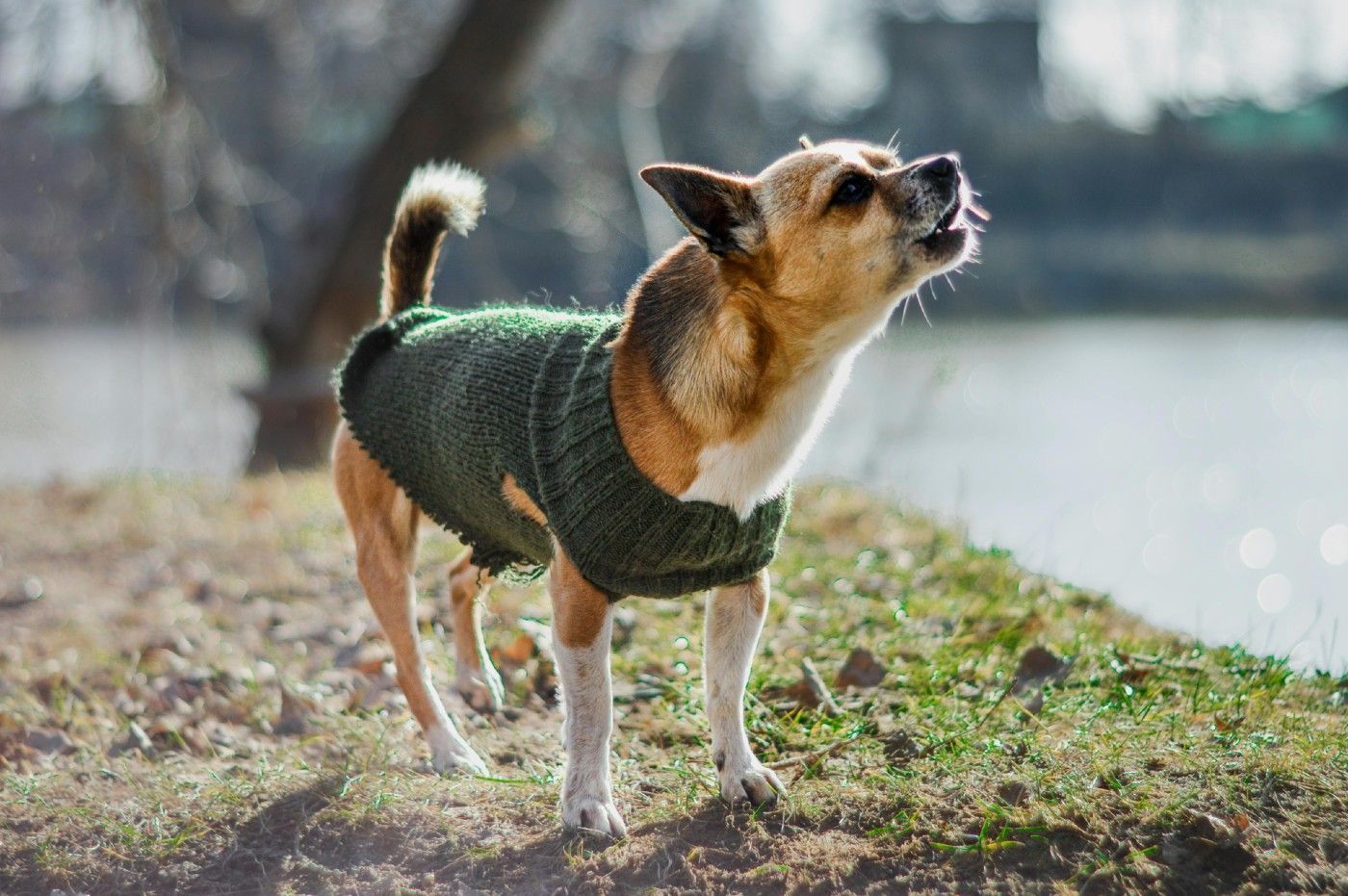 ¿Por qué mi perro ladra tanto? Causas, consecuencias y soluciones