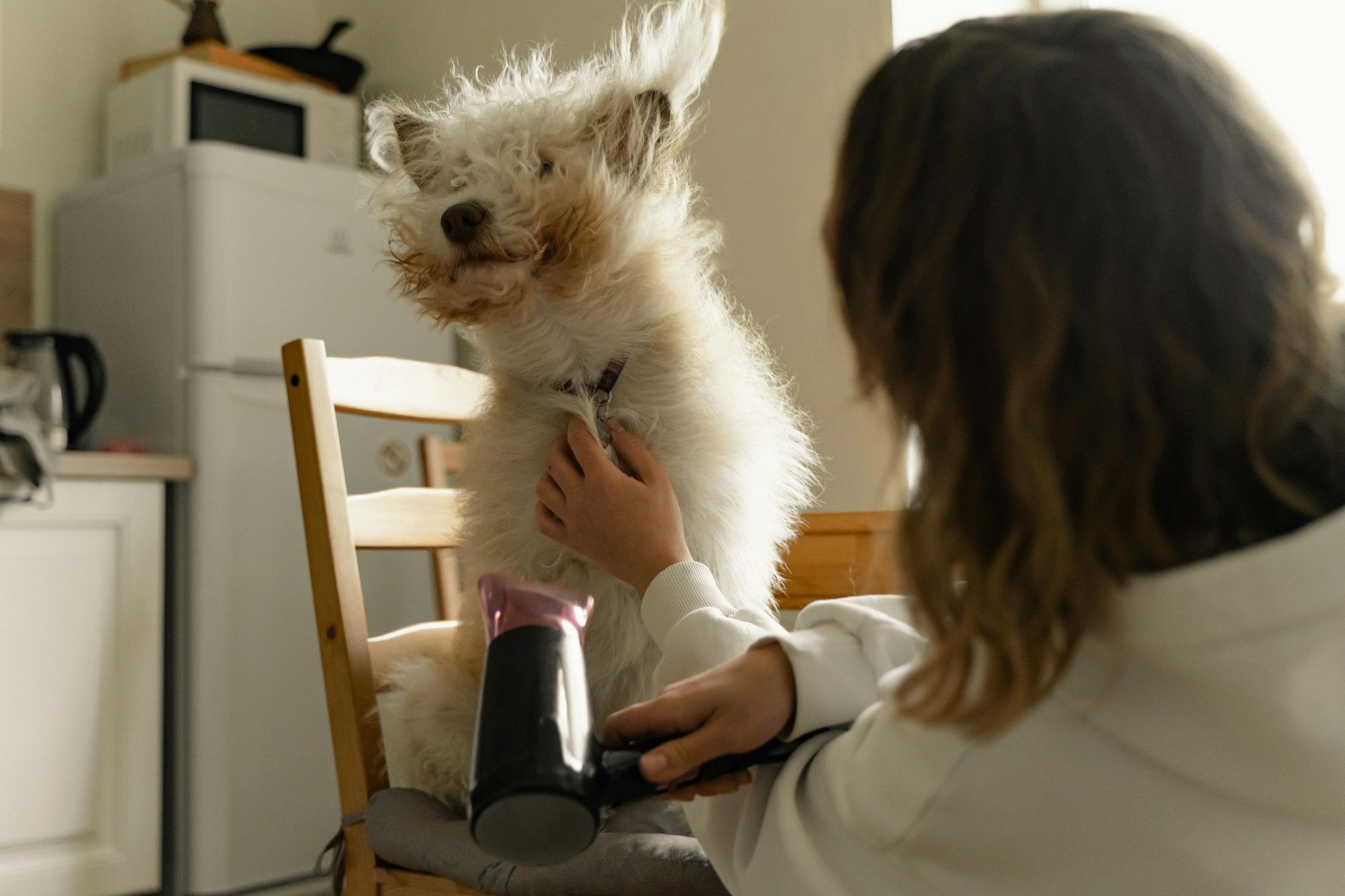 ¿Por qué mudan el pelo en otoño los perros y gatos?