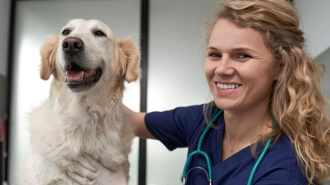 Vacunas para perros: calendario y precios 2026