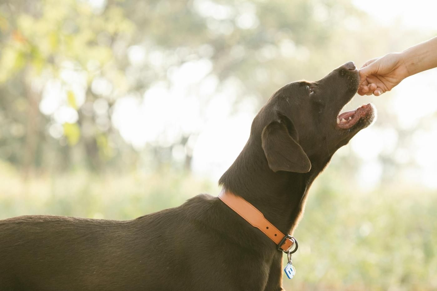 Prevenir enfermedades en perros con la dieta