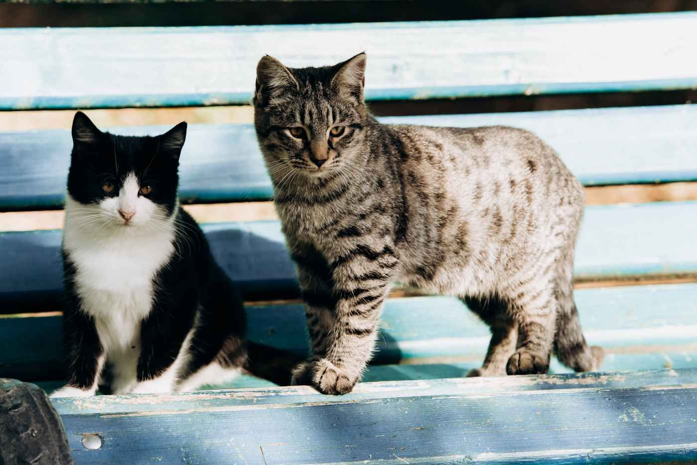 prevenir-tina-gatos.jpg
