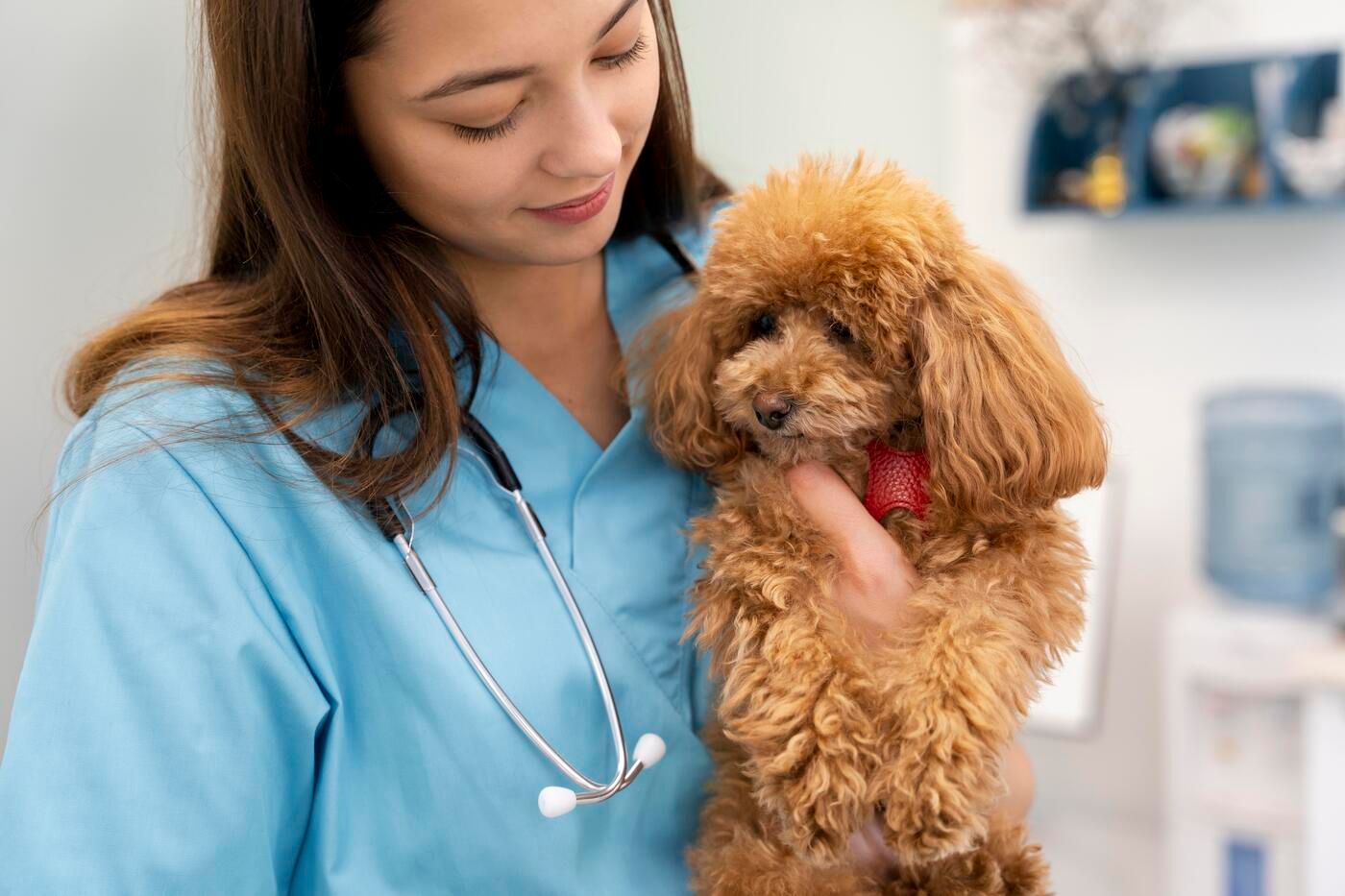 Es muy importante realizar una revisión veterinaria durante los primeros meses del cachorro