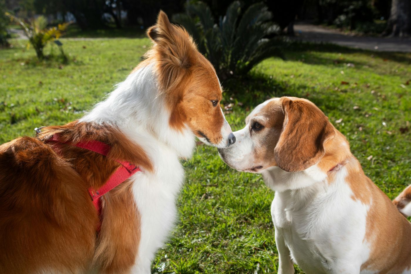 ¿Cuál es el promedio de vida del perro?