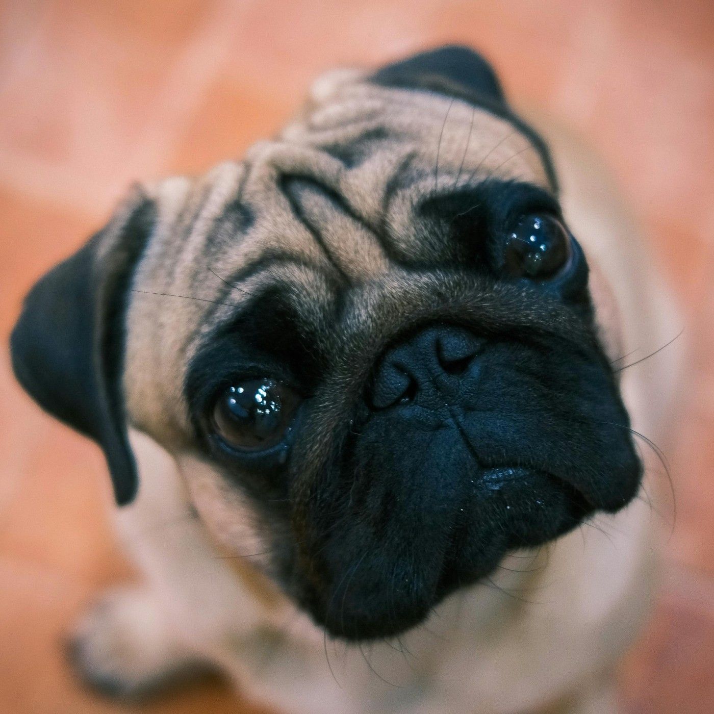 Todas las razas de perro no ven igual. Existen diferencias claras según la forma del cráneo