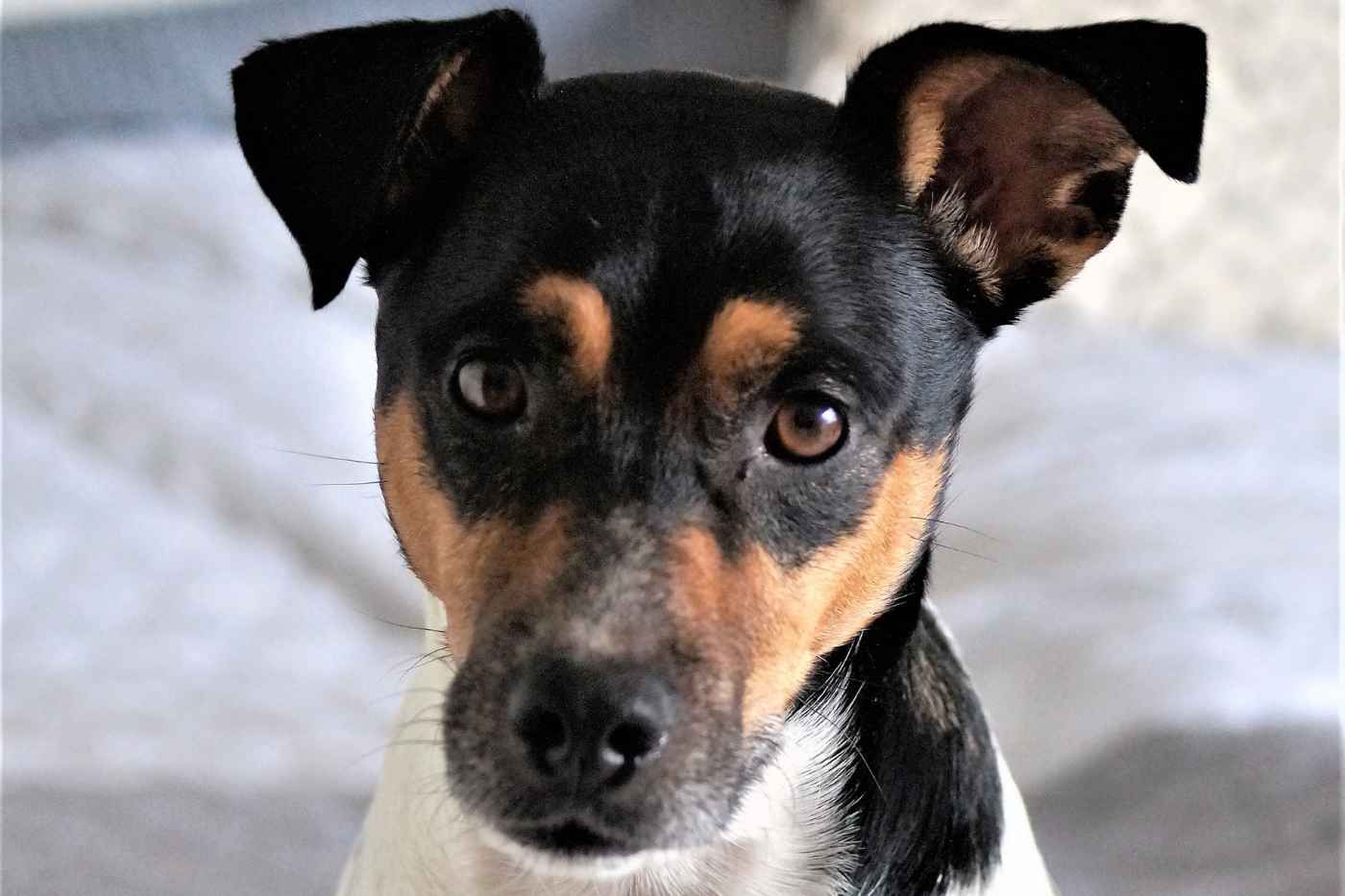 Ratonero Bodeguero Andaluz: el incansable cazador