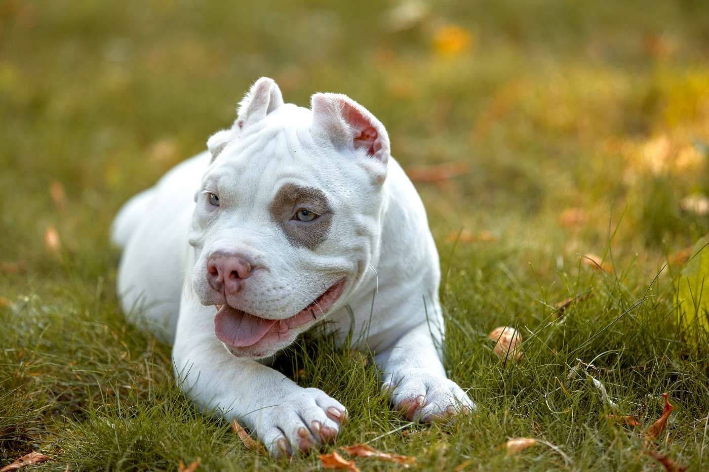 American Bully: tipos, carácter y legislación