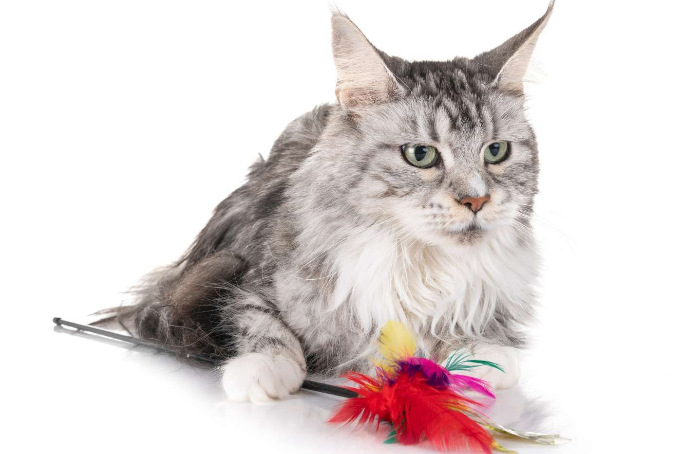 Maine Coon: el gigante noble del mundo felino