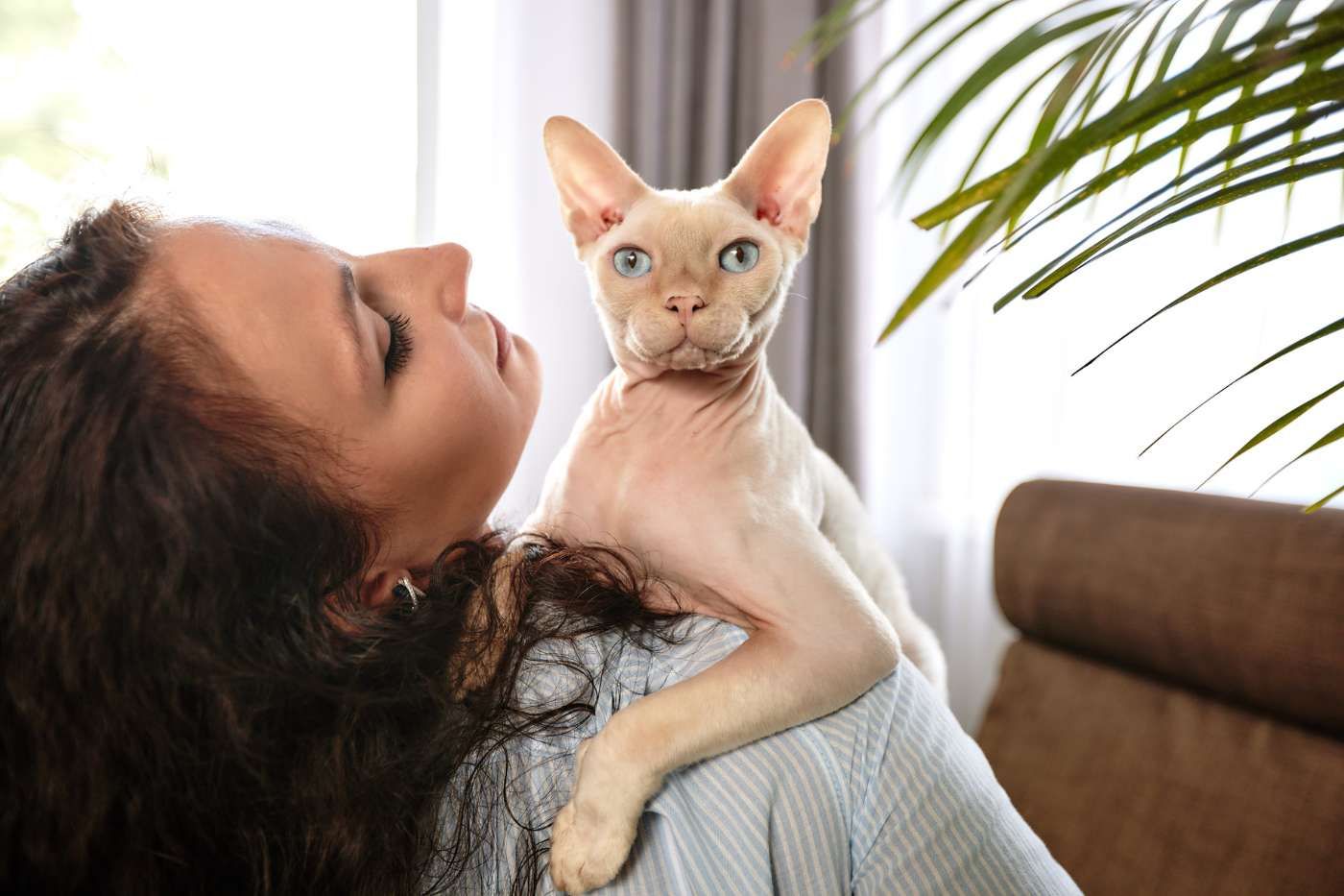 Las mejores razas de gatos hipoalergénicos