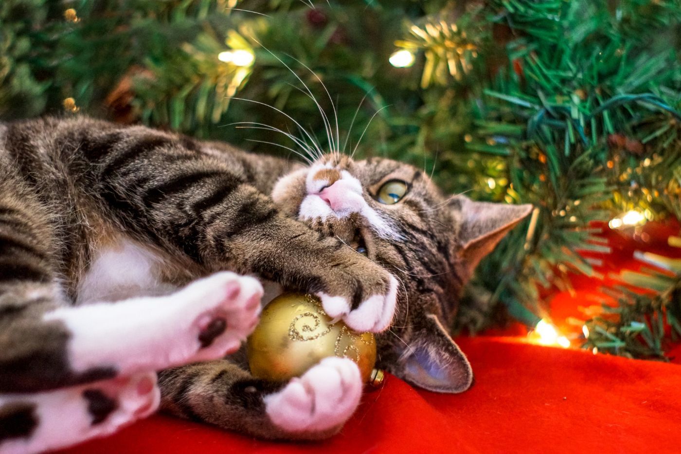 Los mejores regalos para gatos y amantes de los gatos. Especial Navidad