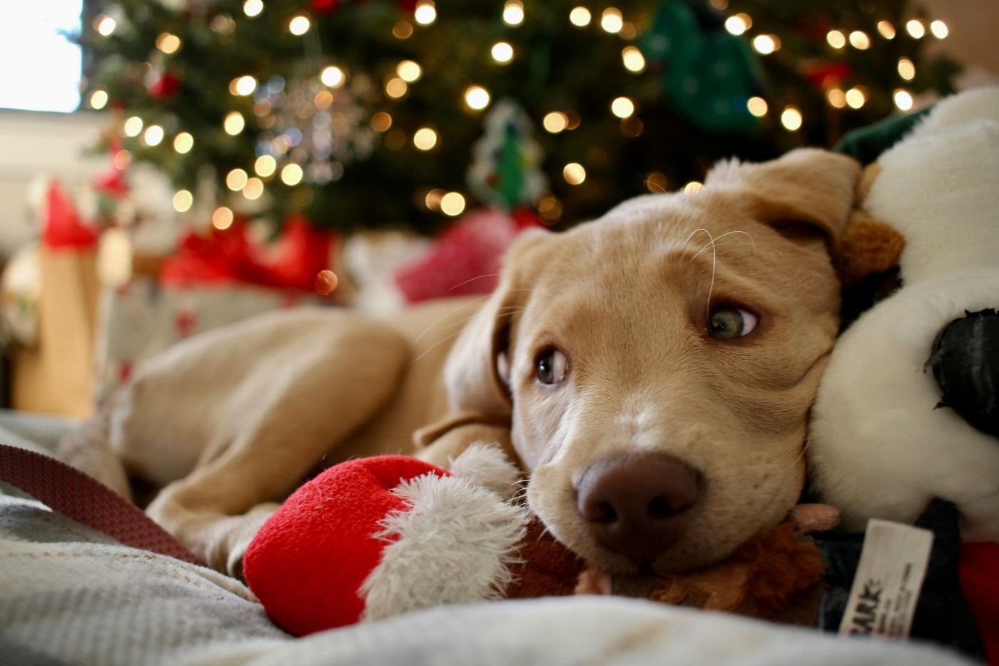 Los mejores regalos para perros y amantes de los perros. Especial Navidad