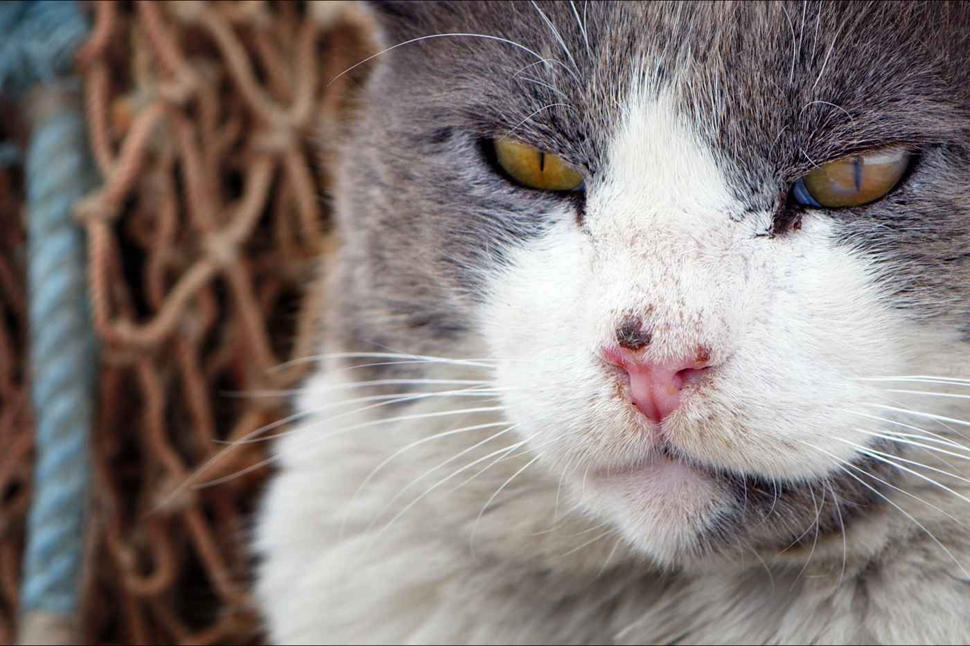 remedios-conjuntivitis-gatos.jpg