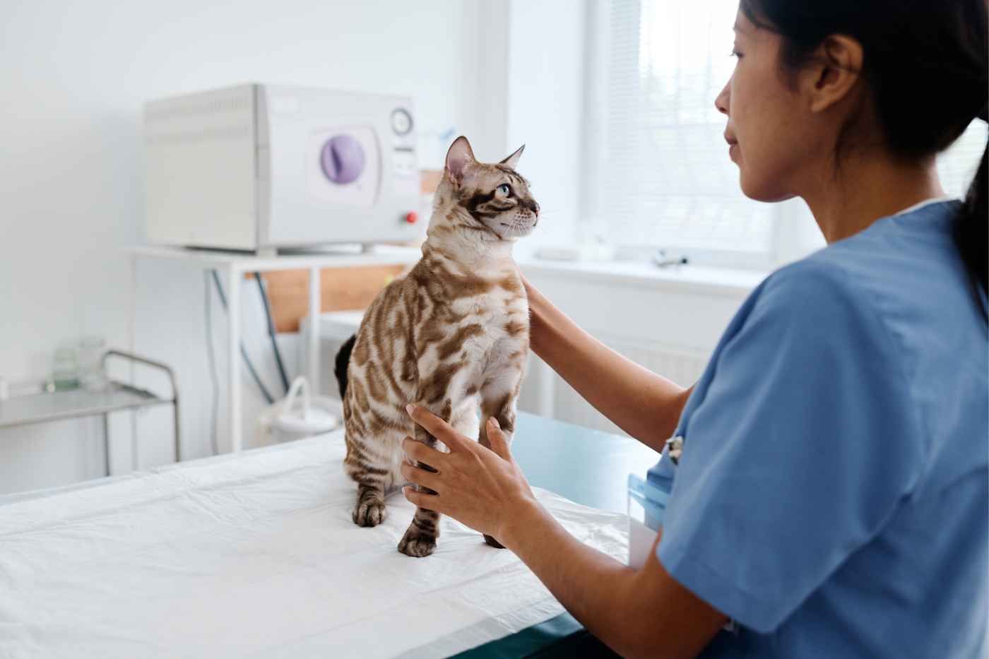 Gato en revisión preventiva en clínica veterinaria en Málaga
