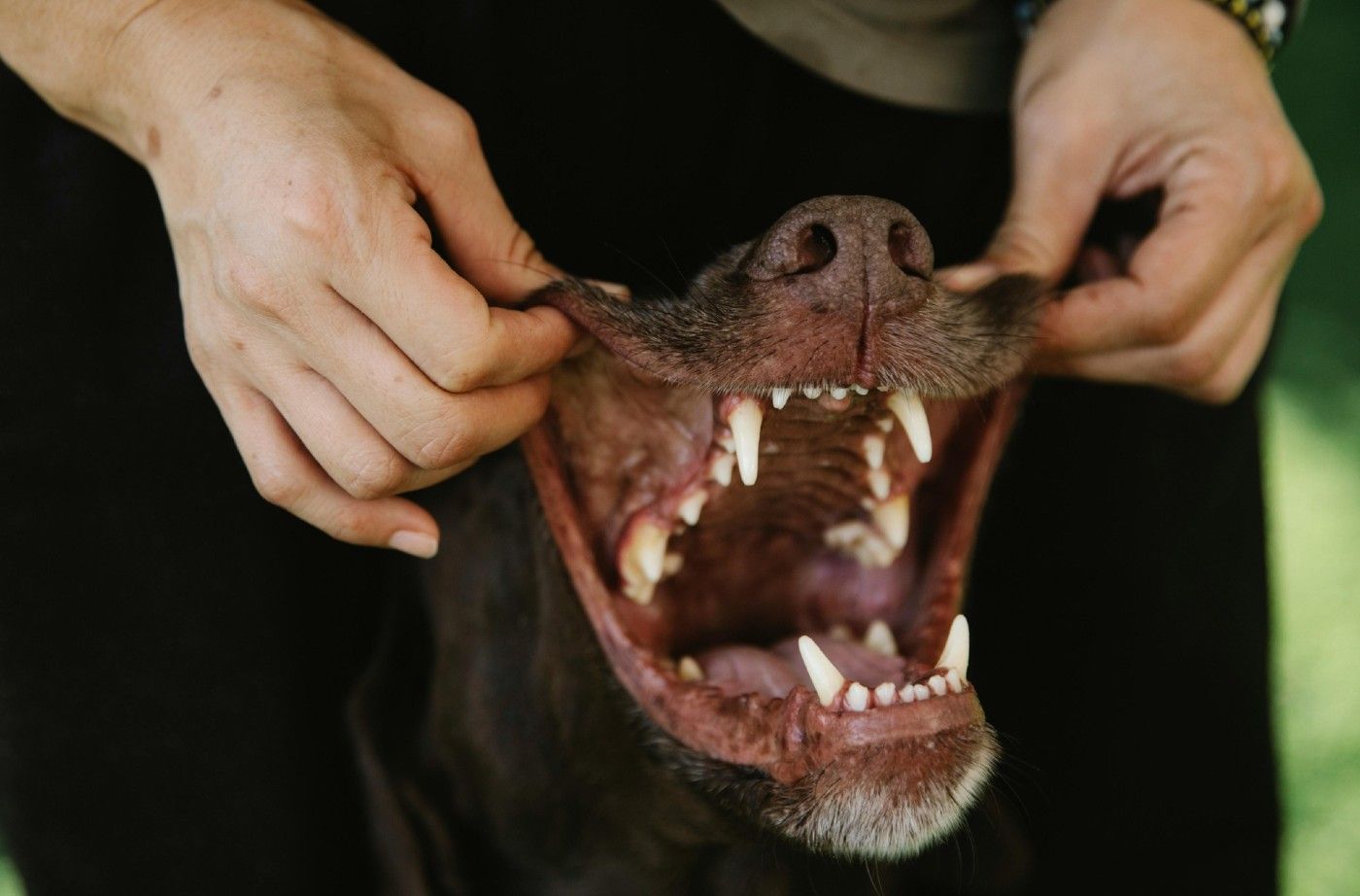 Salud dental en perros: cómo prevenir enfermedades con una buena higiene