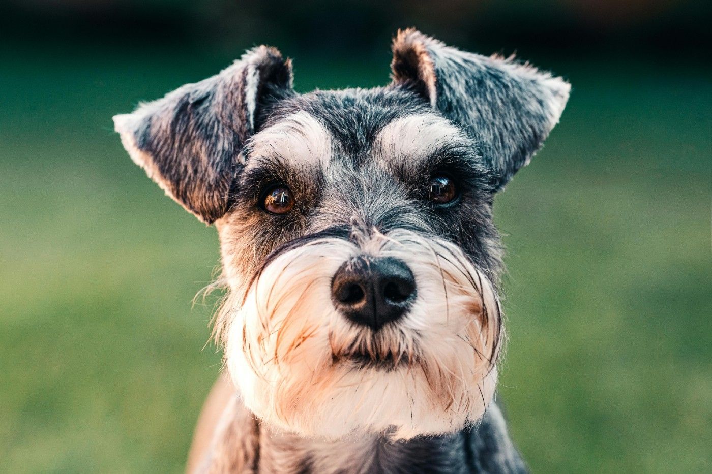 Schnauzer: diferencias entre Schnauzer mini, Schnauzer estándar y Schnauzer gigante