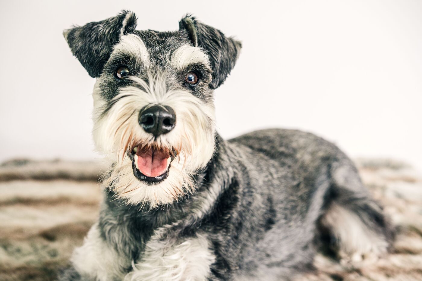 Schnauzer mini: el hocico con más personalidad