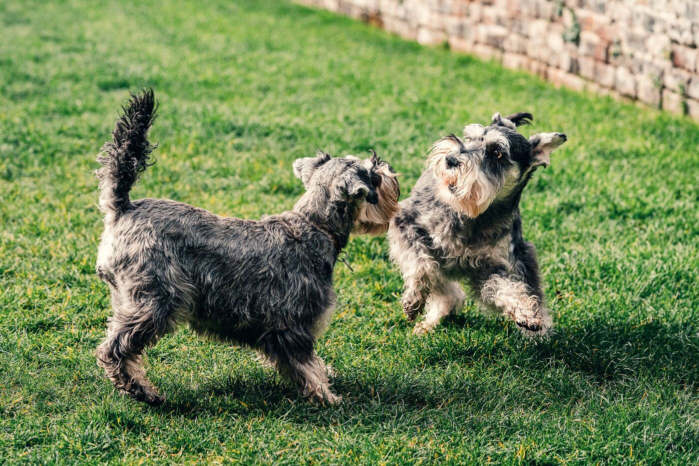 El Schnauzer mini es enérgico y juguetón