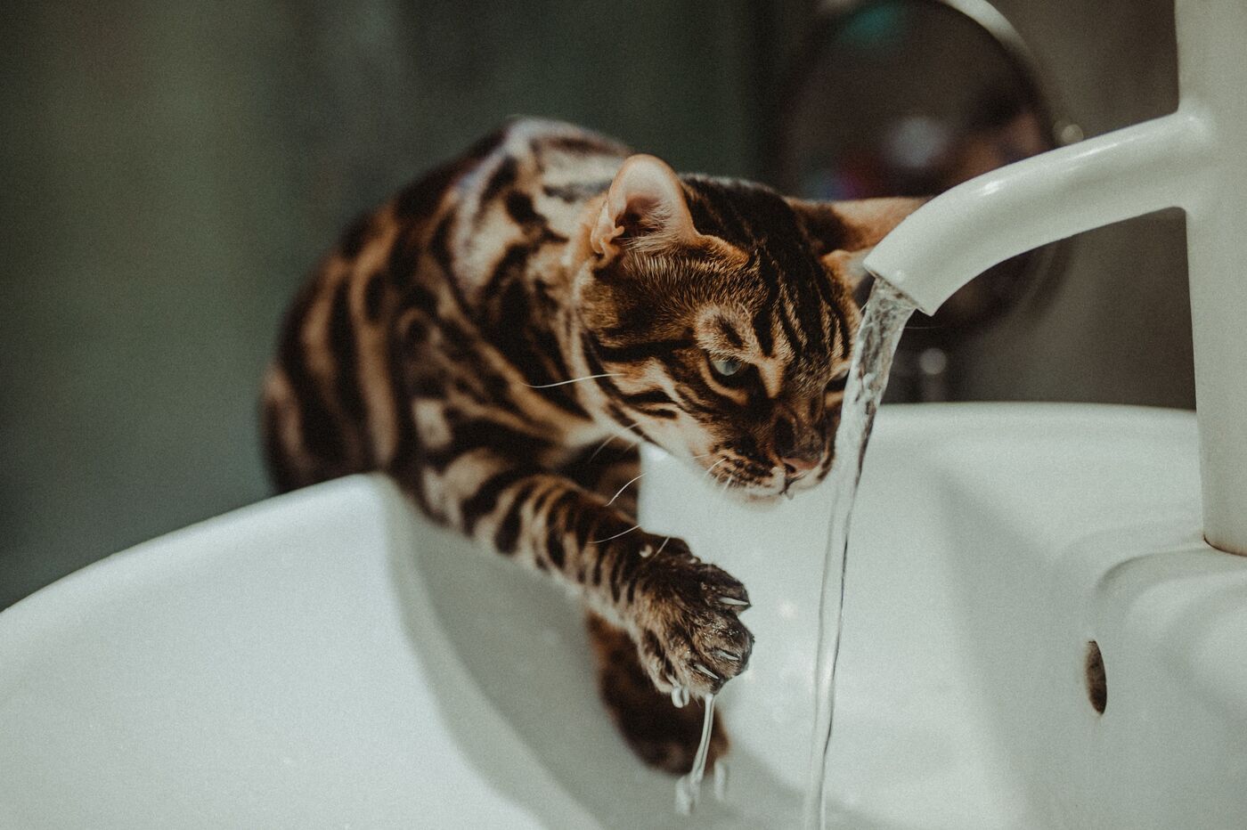 Gato Bengala bebiendo agua del grifo
