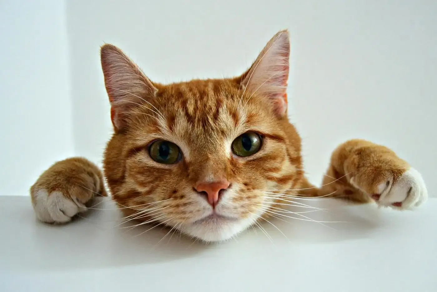 Comportamiento del gato: maullidos y comunicación, ¿qué nos quieren decir?