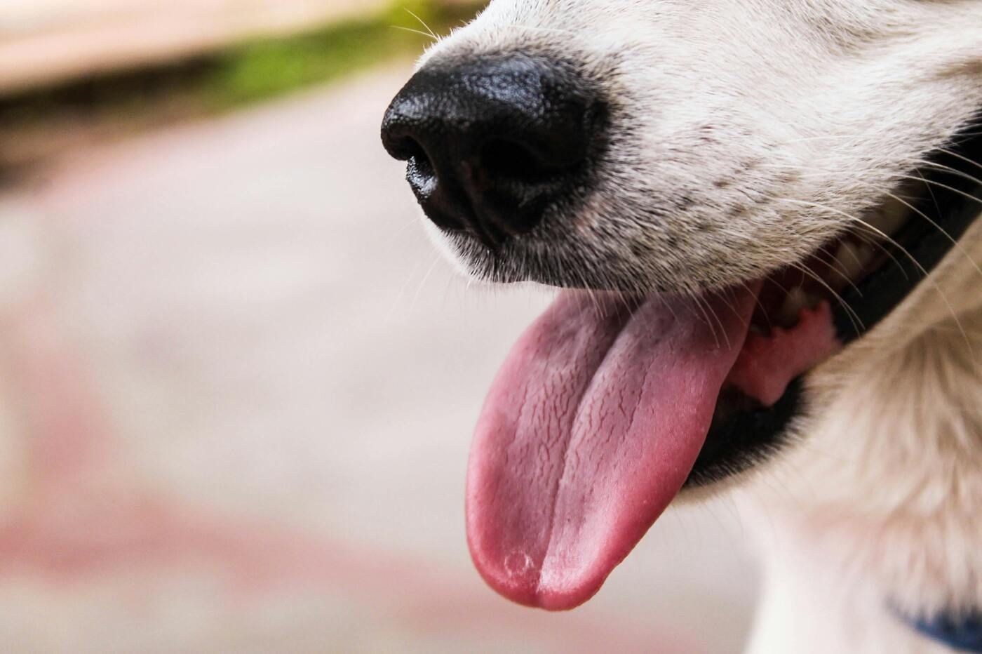 ¿Qué debe saber un pet parent antes de contratar un seguro para mascotas?