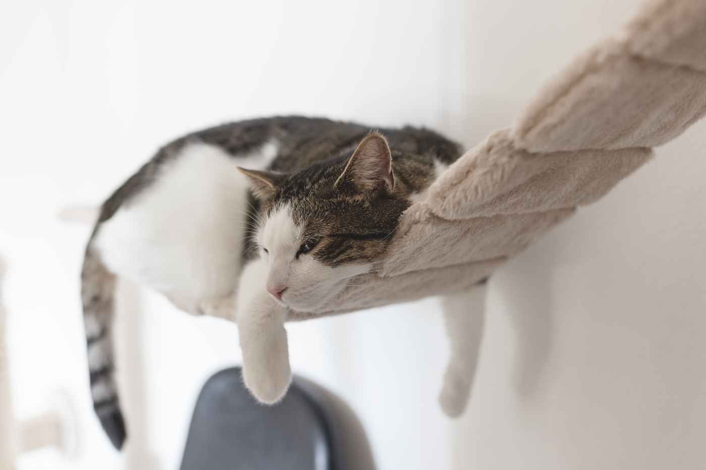 Seguro de salud para gatos que no salen de casa