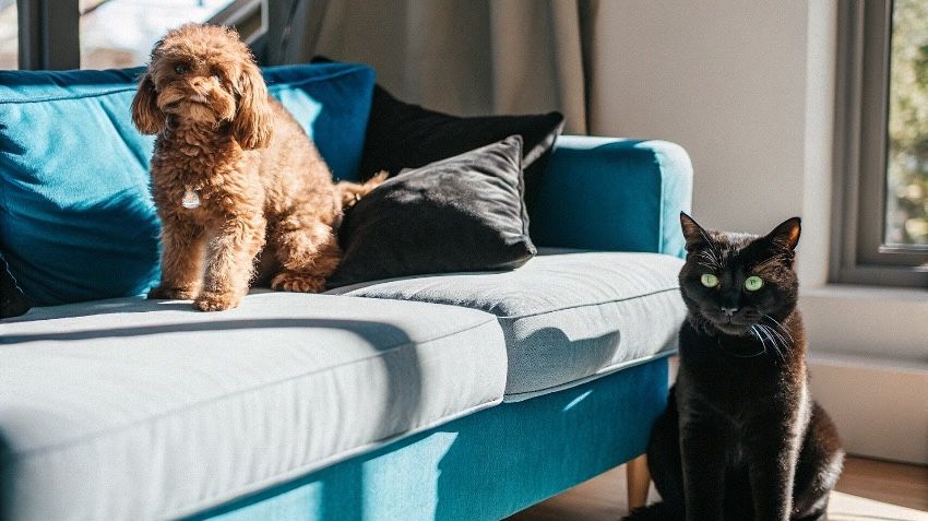 ¿Cómo funciona el seguro de salud para mascotas de Musky? Coberturas, precio y pasos