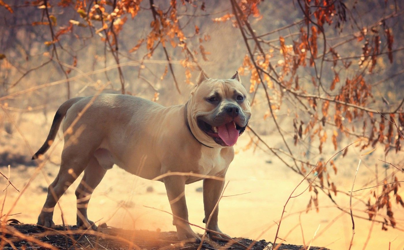 Por qué el seguro veterinario Musky es la mejor opción para el bienestar de tu mascota