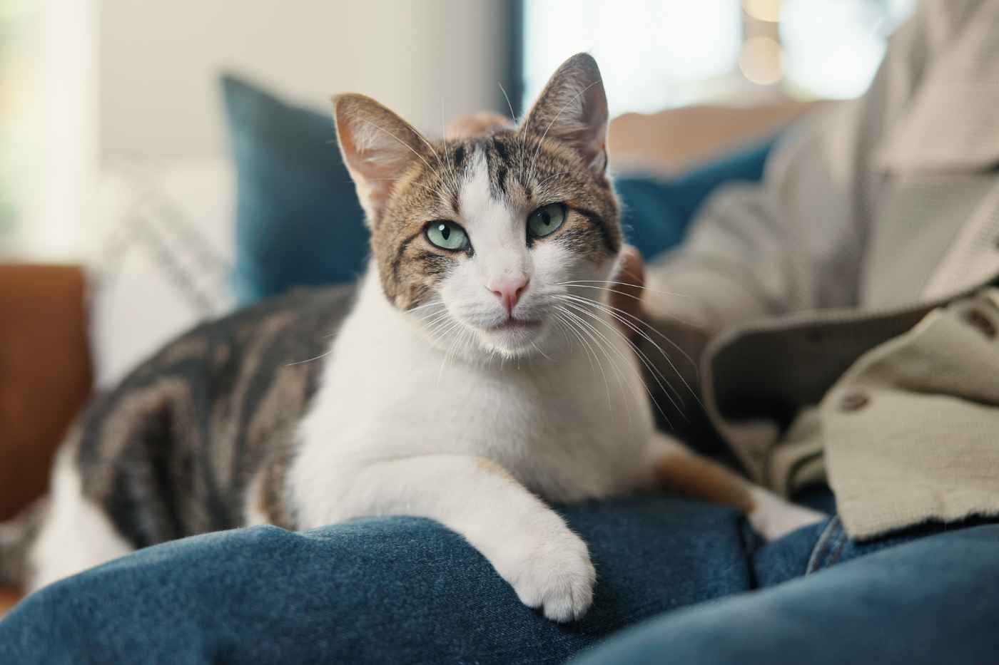 Seguro para gato de interior: coberturas, precio y por qué contratarlo