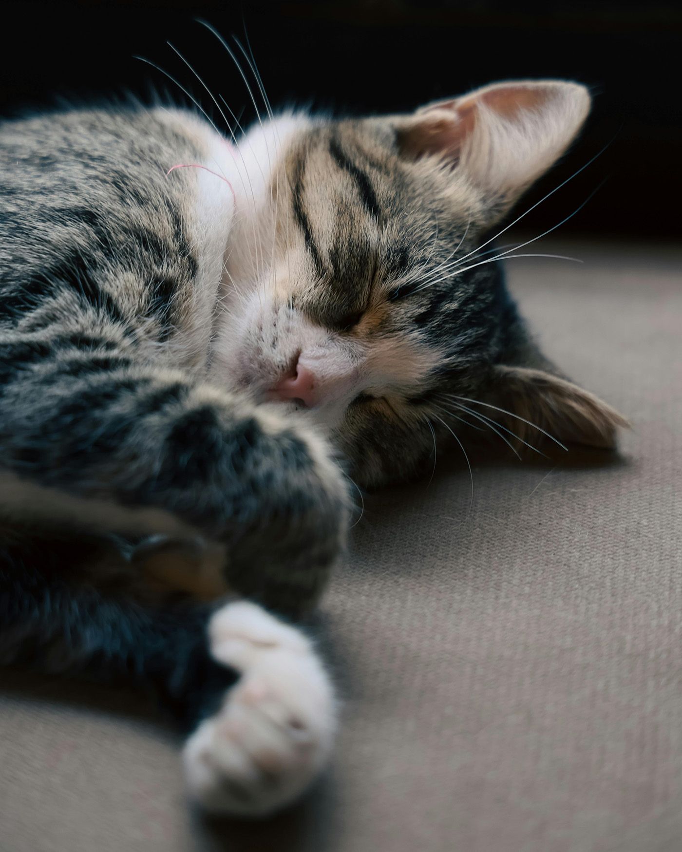 ¿Por qué los gatos duermen de lado izquierdo?