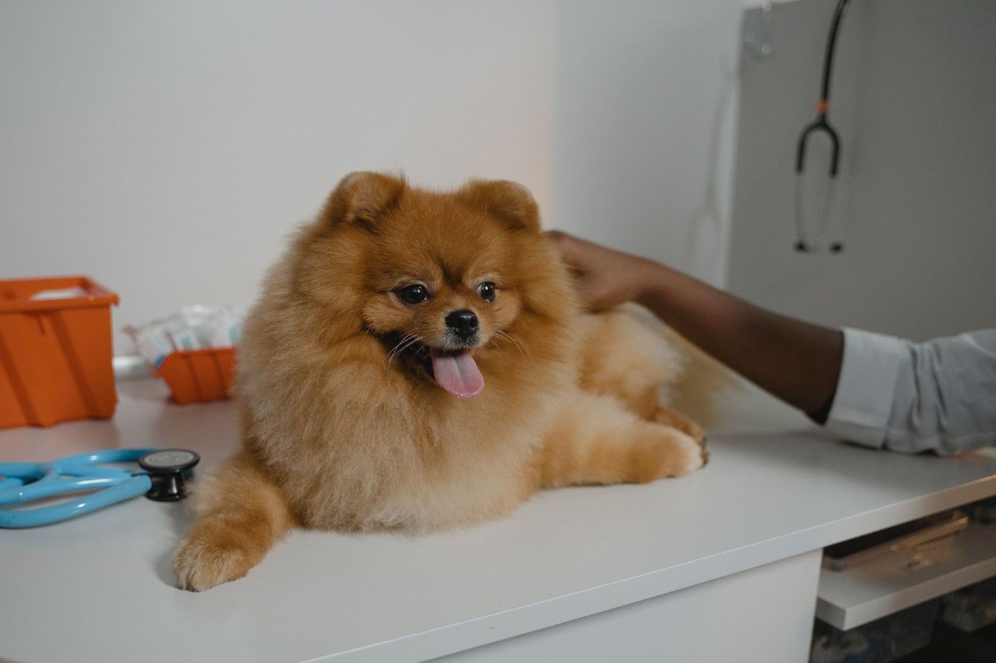 Seguro veterinario para Pomenaria