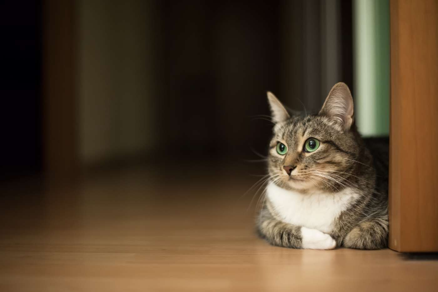 Alarga la vida de tu gato con la prevención de un seguro veterinario para gatos de interior