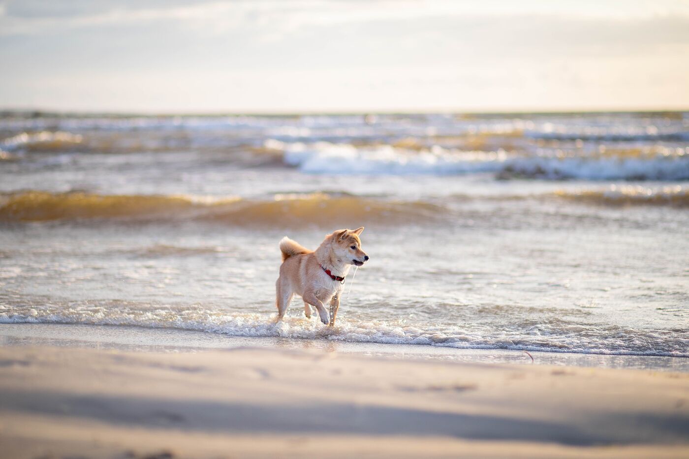 Shiba inu paseando por la orilla de la playa, zona donde pueden esconderse anzuelos y sedales