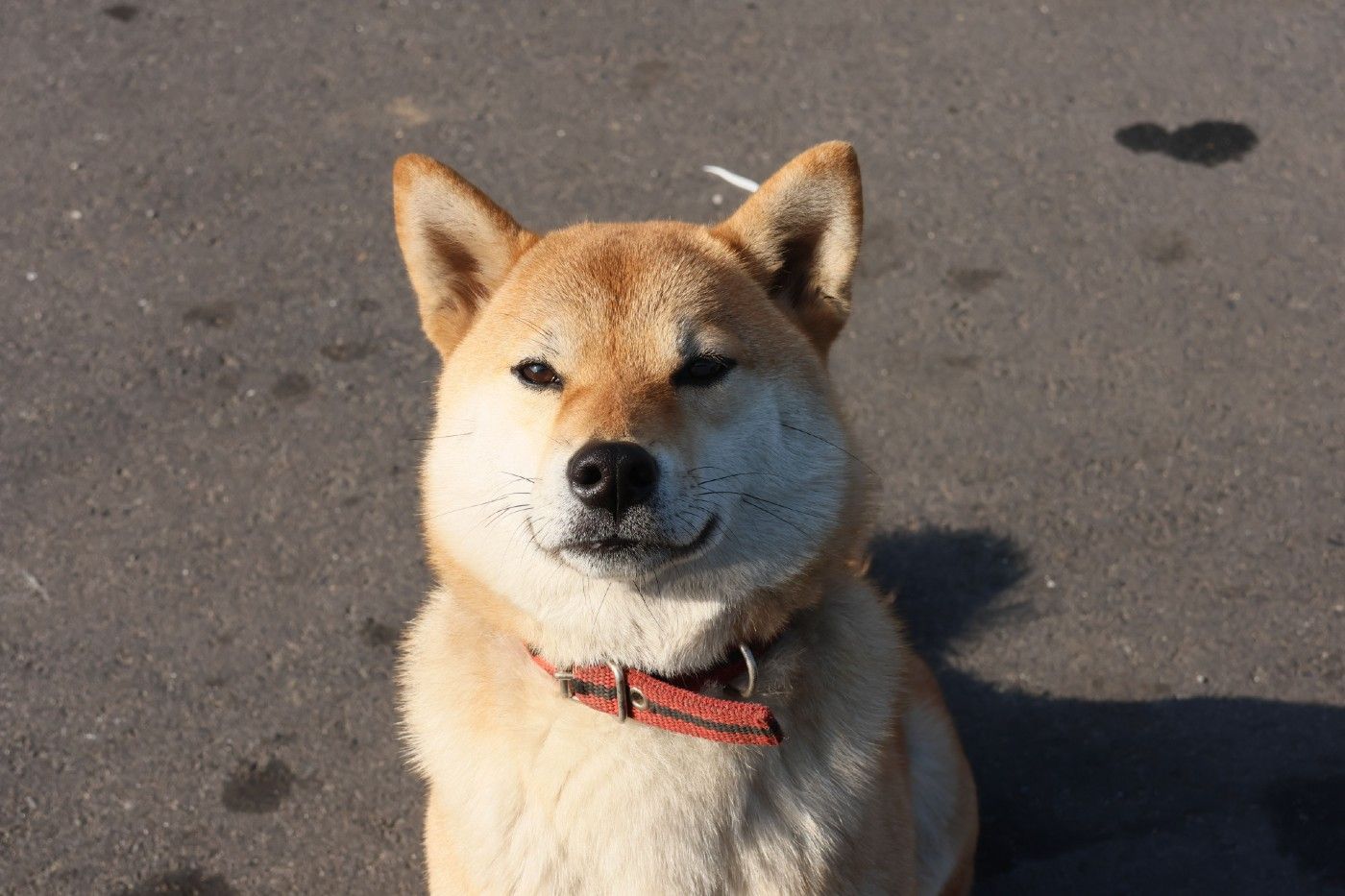 ¿Cuánto vive un perro? Lo que la ciencia dice sobre la longevidad canina (y cómo puedes influir en ella)